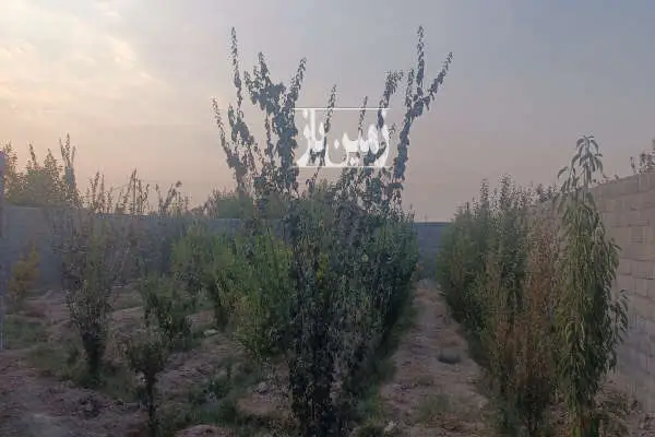 فروش باغ ۴۰۰ متری با دیوار کشی و موقعیت عالی - تصویر 3