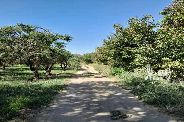 باغ هشت ونیم من در روستای سرج به خوشه مهر-2