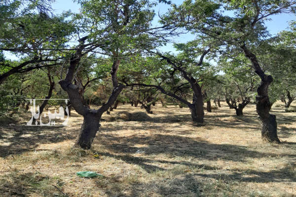 باغ هشت ونیم من در روستای سرج به خوشه مهر-3