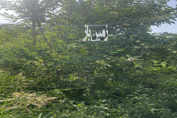 باغچه ۴۹۰ متر ی دارای درختان میوه وآب مصرفی شهریار کردزار-1