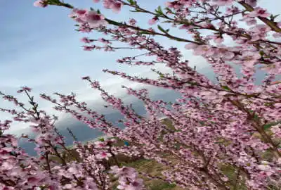 باغ ۷۸۰۰ متری در زنجان با درختان سرحال و بارده