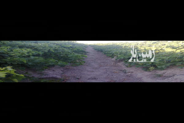 باغ انگور مساحت ۷۰۰۰ متر فول قطره ای تاکستان روستای اک-4