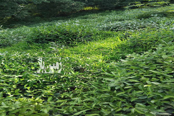 باغ چای ۶۰۰ متر در املش روستای جورکاسر-1