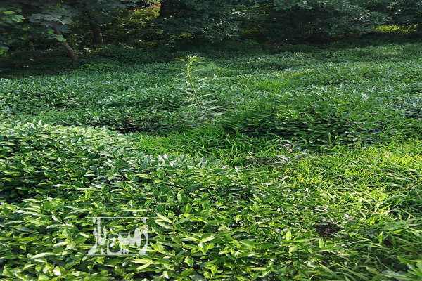 باغ چای ۶۰۰ متر در املش روستای جورکاسر-2