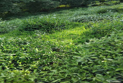 باغ چای ۶۰۰ متر در املش روستای جورکاسر