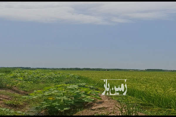 فروش زمین کشاورزی رودبنه روستای اکبراباد منطقه تازه سل-1