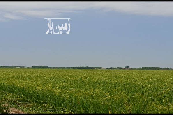 فروش زمین کشاورزی رودبنه روستای اکبراباد منطقه تازه سل-2