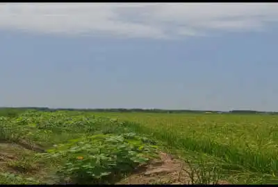 فروش زمین کشاورزی رودبنه روستای اکبراباد منطقه تازه سل