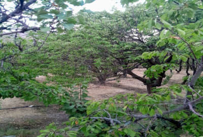 باغی بزرگ به همراه استخر پرورش ماهی ۳۶۵۰ متر