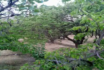 باغی بزرگ به همراه استخر پرورش ماهی ۳۶۵۰ متر