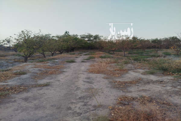 فروش زمین باغی در شاهنامه ۱۷۵۰۰ متر-4