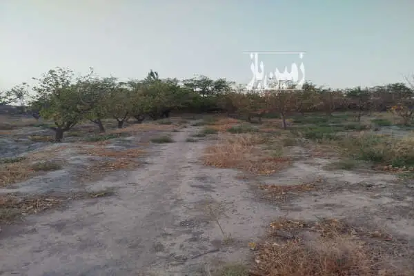فروش زمین باغی در شاهنامه ۱۷۵۰۰ متر - تصویر 4