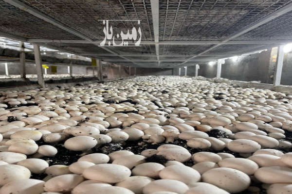 فروش ۱۲ هکتار مزرعه کشاورزی باغ پسته و توت و زیتون در ایوانکی-4