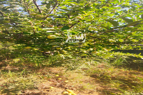 فروش باغ ۹۷۰ متری روستای شیربابا سپیدان با ویوی زیبا-3
