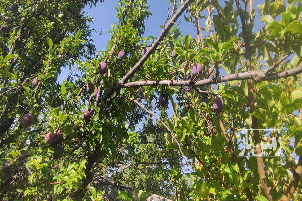 فروش باغ ۹۷۰ متری روستای شیربابا سپیدان با ویوی زیبا-4