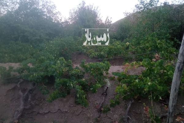 فروش باغ انگور سیاه و سفید با درخت بادام و گردو ۷۷۳ متر-1