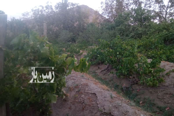فروش باغ انگور سیاه و سفید با درخت بادام و گردو ۷۷۳ متر-2