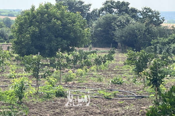 فروش زمین میاندورود روستای لالیم ۷۲۵۰ متر-4