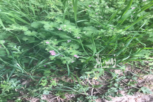 فروش زمين باغي ويلايي روستای شموشك گرگان ۹۰ متر-1