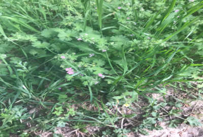 فروش زمين باغي ويلايي روستای شموشك گرگان ۹۰ متر