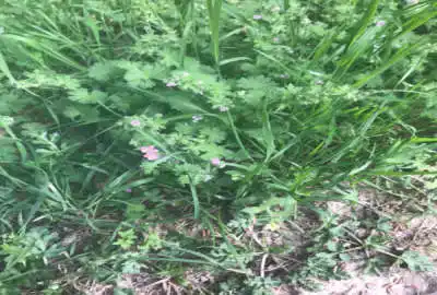فروش زمين باغي ويلايي روستای شموشك گرگان ۹۰ متر