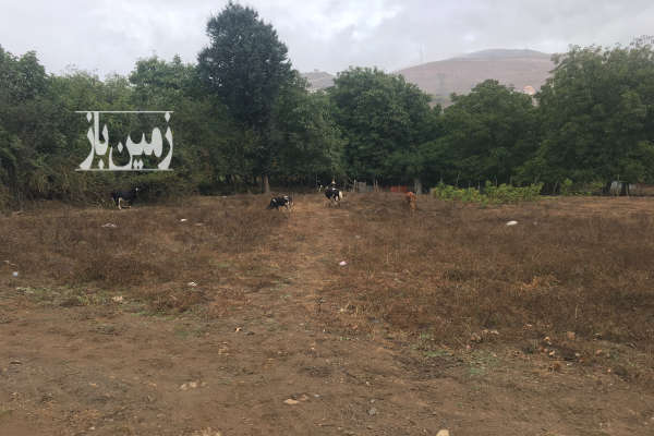 فروش زمین مسکونی ۸۰۰ متری در کلاردشت گویتر-3