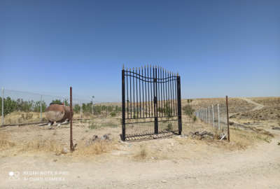 فروش یک قطعه زمین باغی در جاده بیجار نرسیده به روستای زنگیل آباد