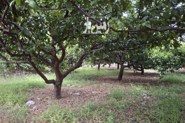 فروش زمین باغی و مسکونی ۲۴۰۰۰ متر در فرح آباد-1