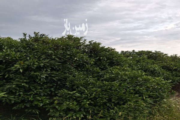 فروش زمین باغی و مسکونی ۲۴۰۰۰ متر در فرح آباد-2