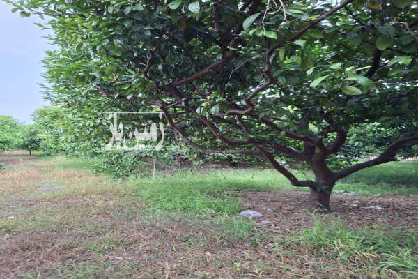 فروش زمین باغی و مسکونی ۲۴۰۰۰ متر در فرح آباد-4