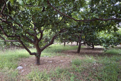 فروش زمین باغی و مسکونی ۲۴۰۰۰ متر در فرح آباد