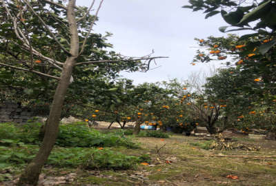 فروش زمین مسکونی ۴۵۷ متر جاده کیاکلا روستای کلاگرمحله