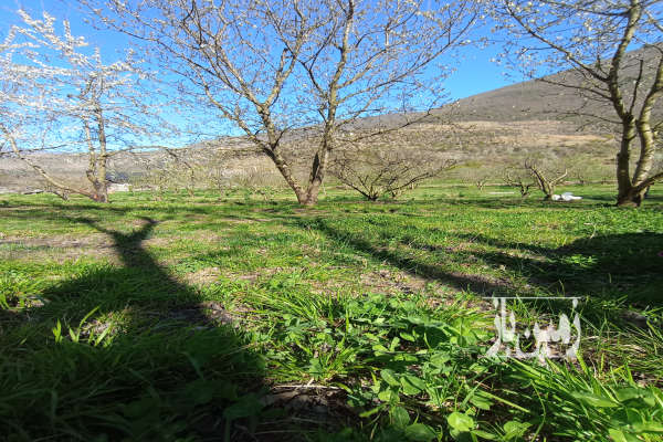 فروش زمین باغ گیلاس در روستای سما کجور لب رودخانه ۱۲۰۰ متر-1