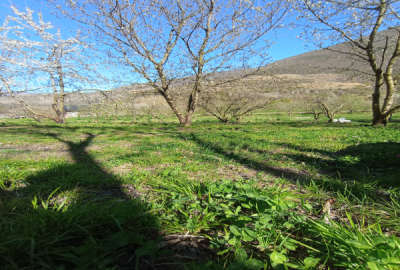 فروش زمین باغ گیلاس در روستای سما کجور لب رودخانه ۱۲۰۰ متر