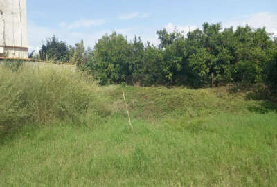 فروش زمین دویست متری در روستای معلم کلا