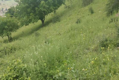 فروش زمین در رحمت آباد روستای چره روبروی قله درفک ۸۲۰۰ متر