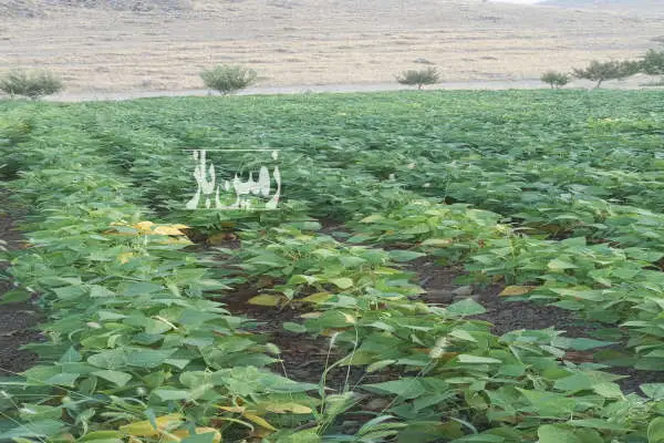 فروش زمین ۲۵۰۰۰ متر در روستای ترکمان کندی - تصویر 3