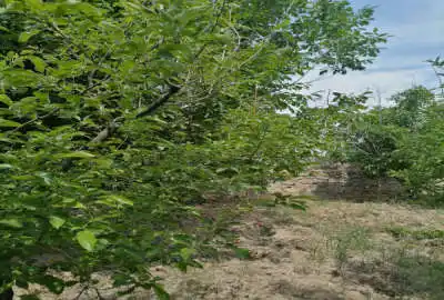 فروش باغ مسکونی با سند تک برگ در ابهر نورین ۱۰۵۰ متر