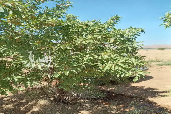 فروش باغ ۱۶۰۰متری بادام دارای آب بویین میاندشت افوس - تصویر 2