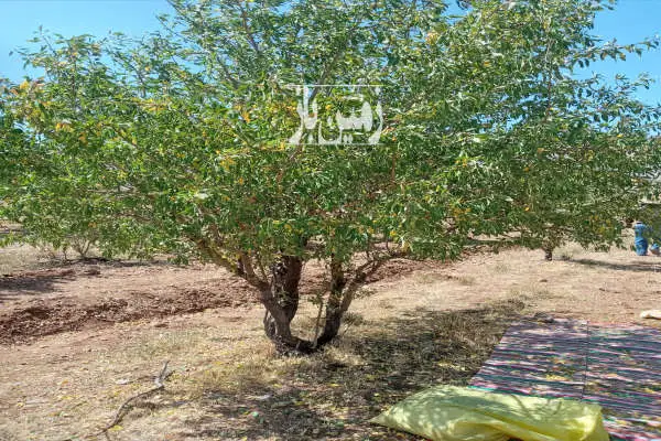 فروش باغ ۱۶۰۰متری بادام دارای آب بویین میاندشت افوس - تصویر 3