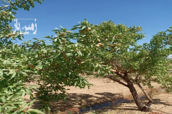 فروش باغ ۱۶۰۰متری بادام دارای آب بویین میاندشت افوس - تصویر 4