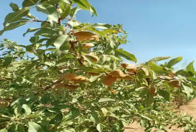 فروش باغ ۱۶۰۰متری بادام دارای آب بویین میاندشت افوس