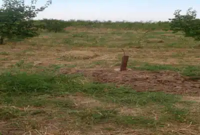 فروش باغ با درختان زردالو در روستای خوک ۱۰۰۰ متر