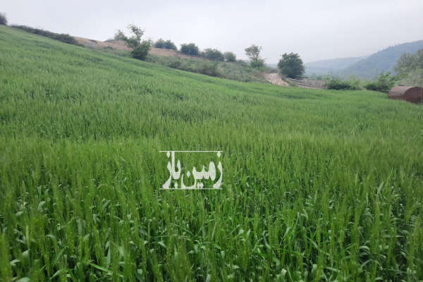 فروش زمین شیبدار ۶ هزار متری در روستای کمیشان-2