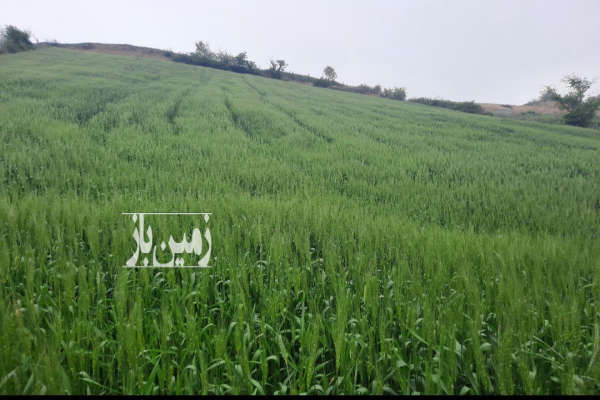 فروش زمین شیبدار ۶ هزار متری در روستای کمیشان-3