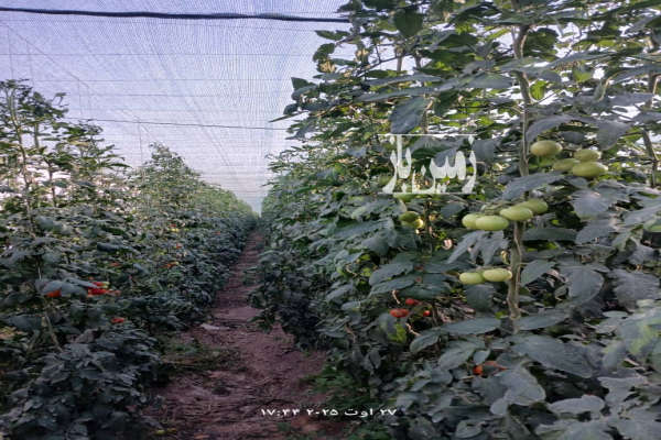 فروش گلخانه نت هاوس روستای گازرسنگ ۴۴۰۰۰ متر-2