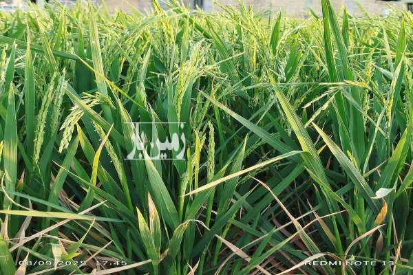 فروش زمین مسکونی شهرک ارین ۱۹۵ متر-2