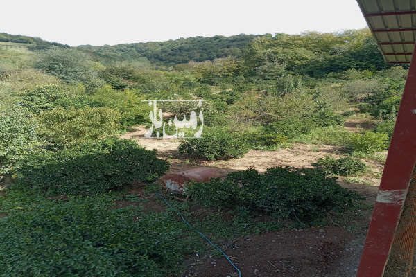 زمین باغی ومسکونی ۲۰۷۰متری روستای دروپی-3