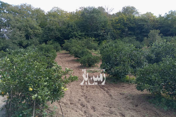 زمین باغی ومسکونی ۲۰۷۰متری روستای دروپی-4
