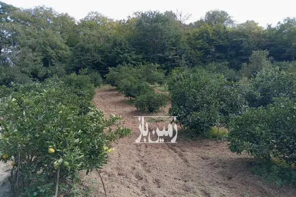 زمین باغی ومسکونی ۲۰۷۰متری روستای دروپی - تصویر 4